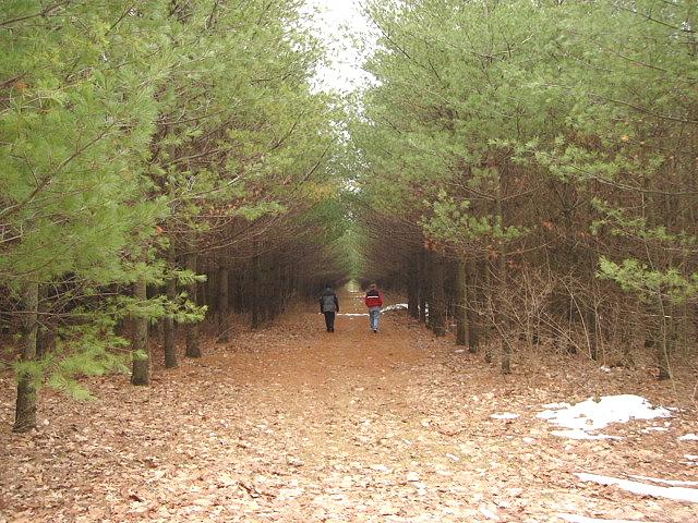 1path-bob-bill.jpg - Bob and Bill walking through an archway of oaks and birch near Bob and Bonnie's home in Door County WI. 28 January 2006