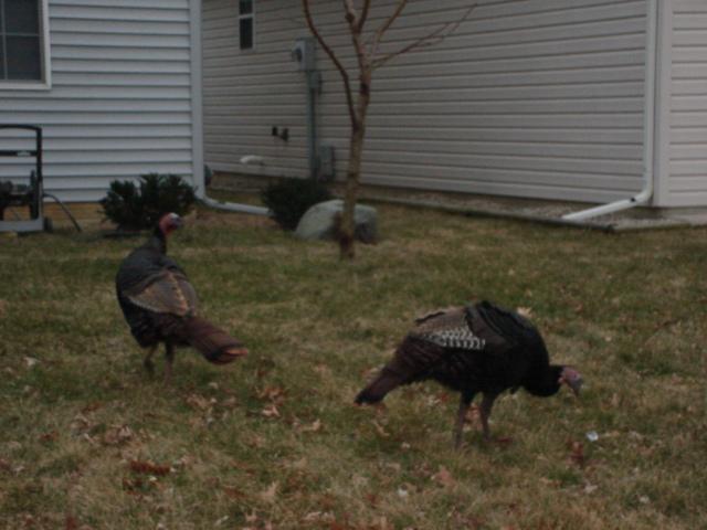 DSC00213.JPG - Wild turkeys in Urbana. 28 February 2006