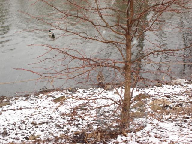 DSC00234.JPG - Ducks in the falling snow.  Starkweather Creek, Madison. 23 March 2006