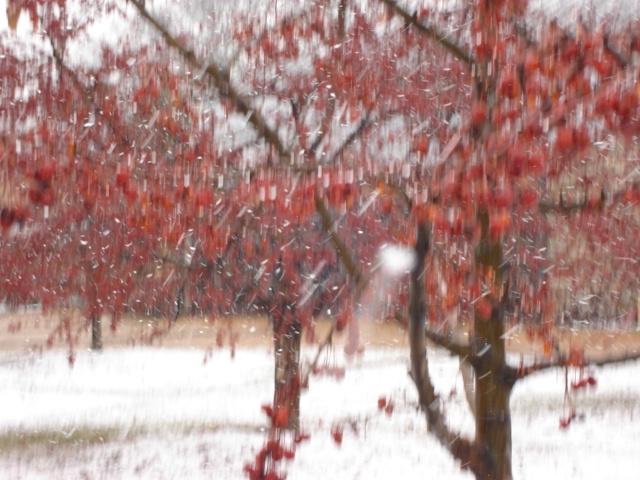 DSC00235.JPG - Snow showers on trees at Olbrich Gardens, Madison. 23 March 2006