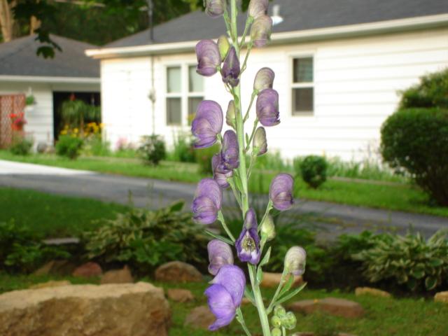 333.jpg - The monks hood flowered while Judy was in New Orleans. 28 June 2006