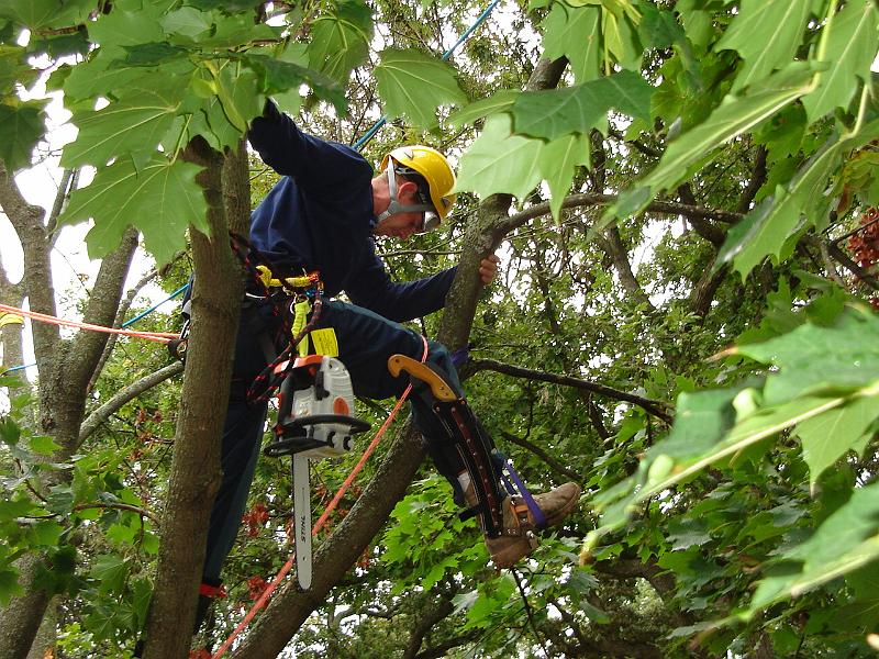 DSC00369.JPG - Nick in the tree. 9 September 2006