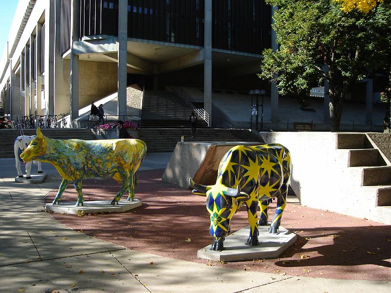 DSC00413.JPG - Cows on library mall, University of Wisconsin Madison. 25 September 2006