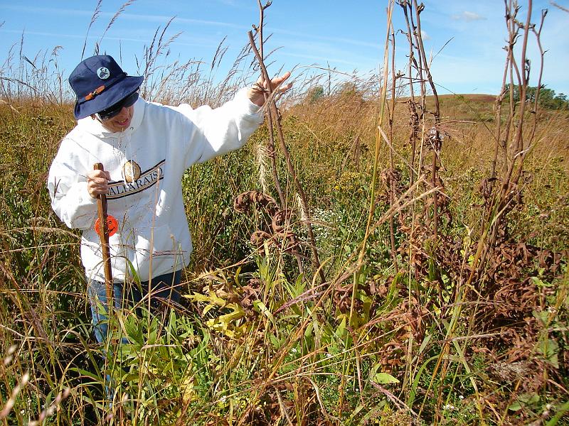 DSC00441.JPG - Ramona in the prairie flowers near Goose Pond. 26 September 2006