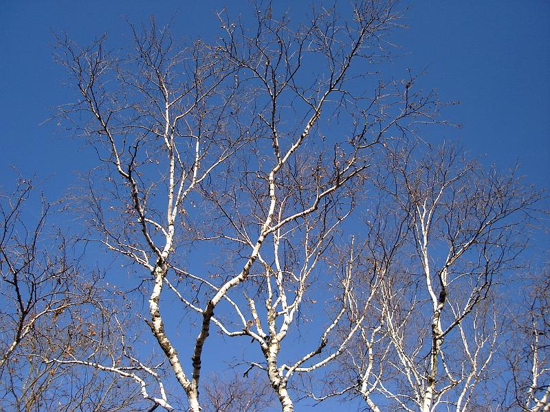 DSC00563.JPG - A stand of birches at Indian Lakes county park. 19 November 2006