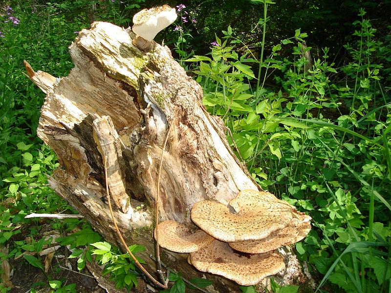 DSC00901.JPG - An interesting stump with fungi on a walk in the woods. 18 May 2007