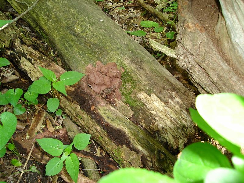 DSC00902.JPG - Clay figures are deteriorating. 18 May 2007