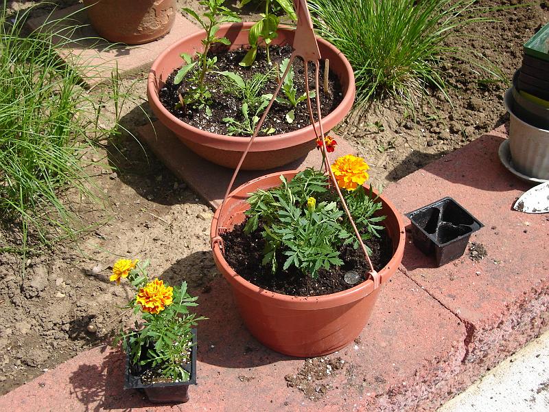 DSC00909.JPG - Flowers to go with Brenda's plants. 19 May 2007