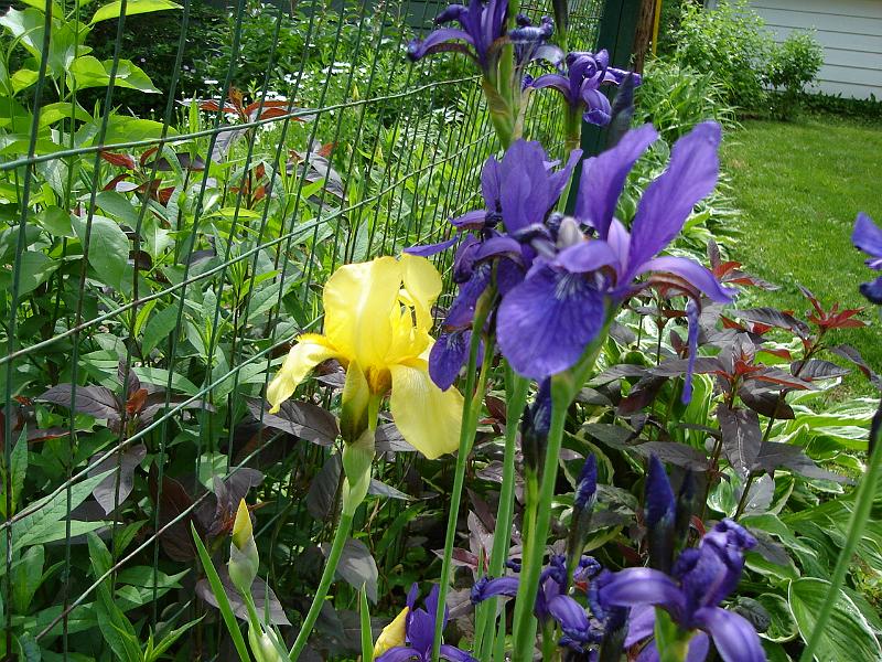 DSC00910.JPG - Iris' abound! 23 May 2007