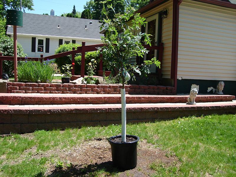 DSC00913.JPG - Maximilian where he is to be planted. 25 May 2007
