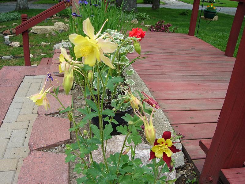 DSC00918.JPG - A columbine plant seems to have two different colors of flowers. 26 May 2007