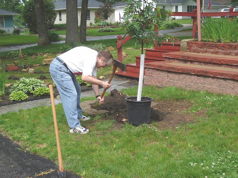 DSC00920_00.JPG - Bill finds the roots from Lawrence makes planting Maximilian difficult.  Make that impossible. 27 May 2007