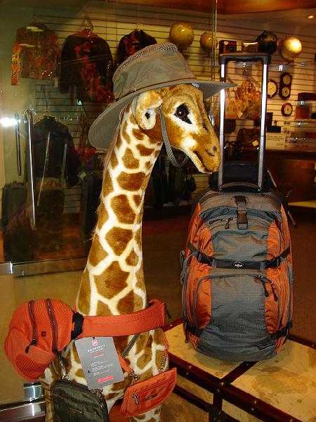 DSC00924.JPG - A giraffe at Wehrman's at Hilldale - complete with a Tilley hat! 1 June 2007