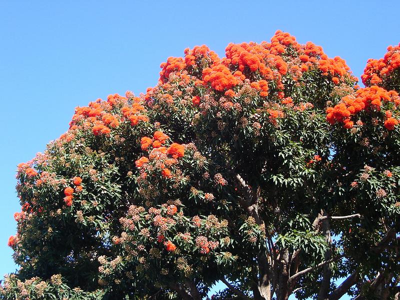 DSC01553.JPG - A spectacular blossoming tree of unknown variety in Sausalito. 8 August 2007