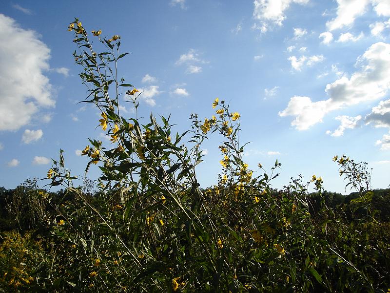 DSC01712.JPG - The prairie at Holy Wisdom Monastery, Middleton Wisconsin 7 September 2007