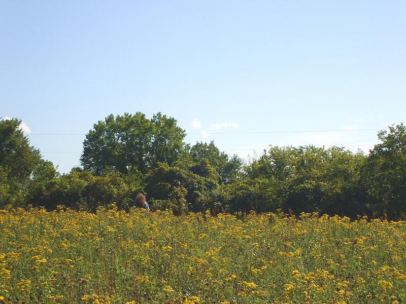 DSC01734.JPG - Prairie at Holy Wisdom Monastery. 8 September 2007