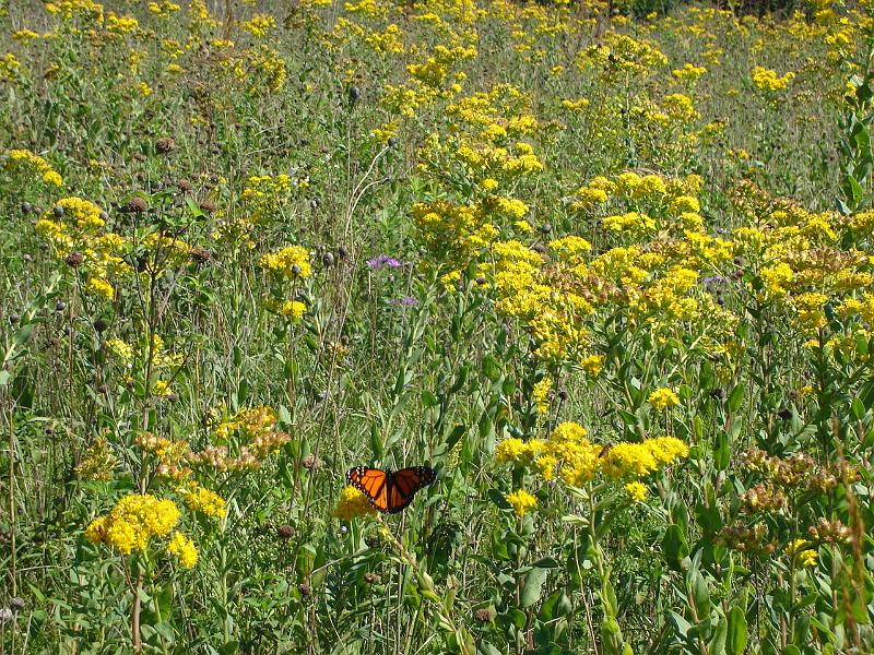 DSC01736.JPG - Butterfly and prairie flowers, Holy Wisdom Monastery. 8 September 2007