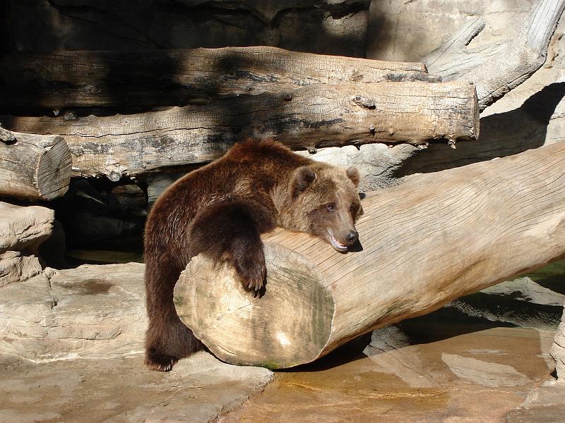 DSC01938.JPG - Bear at the Denver Zoo. 25 October 2007