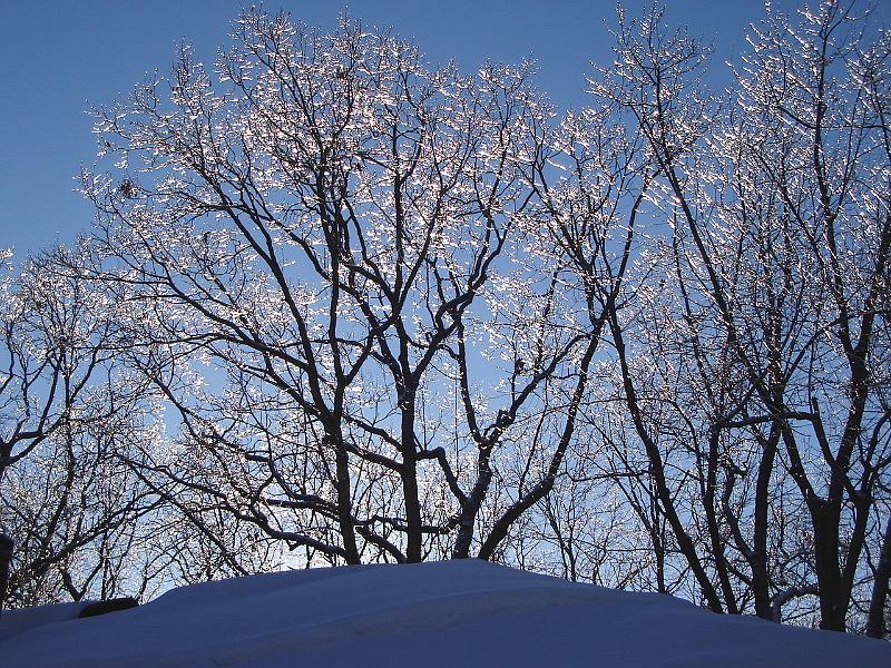 DSC02206.JPG - Ice in the oaks above Helen's house. 19 February 2008