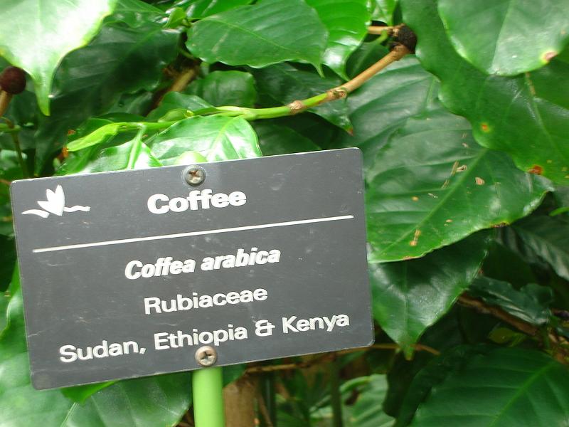 DSC02810.JPG - A coffee plant in the Bolz Conservatory, Olbrich Gardens.  Madison 18 May 2008