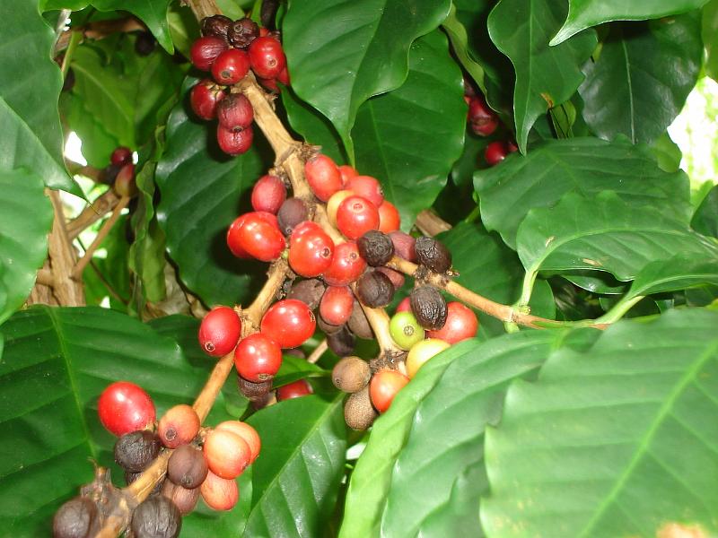 DSC02811.JPG - Coffee beans, Bolz Conservatory, Olbrich Gardens.  Madison 18 May 2008
