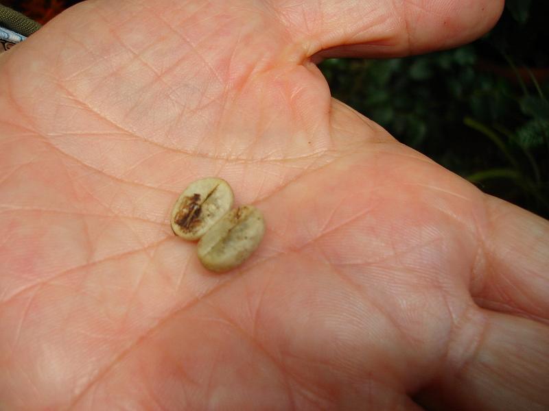 DSC02817.JPG - A coffee bean. 18 May 2008
