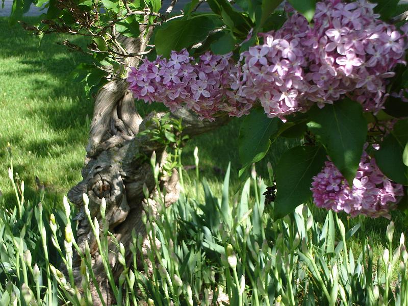 DSC02852.JPG - A gnarled lilac.  The point of land on which the Jesuit Retreat House in Oshkosh Wisconsin stands is exposed to the elements.  Here one can reclaim a rhythm of daily life that is in harmony with the freedom and wholeness to which Christ invites. 27 May 2008