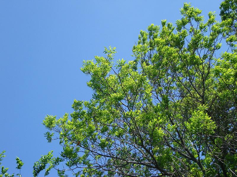 DSC02887.JPG - Blue sky today, and if you look closely, an orange finch. 31 May 2008