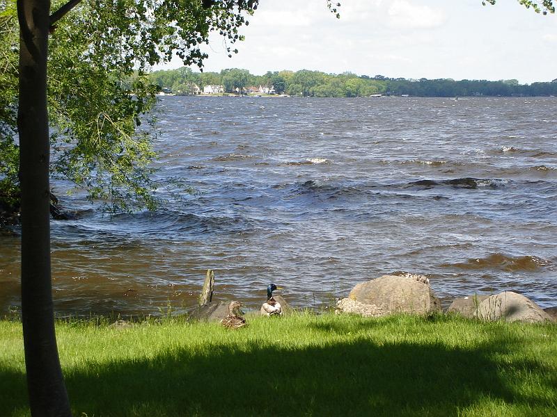 DSC02890.JPG - Ducks on the banks of Lake Winnebago.  Jesuit Retreat House.  Oshkosh Wisconsin 31 May 2008
