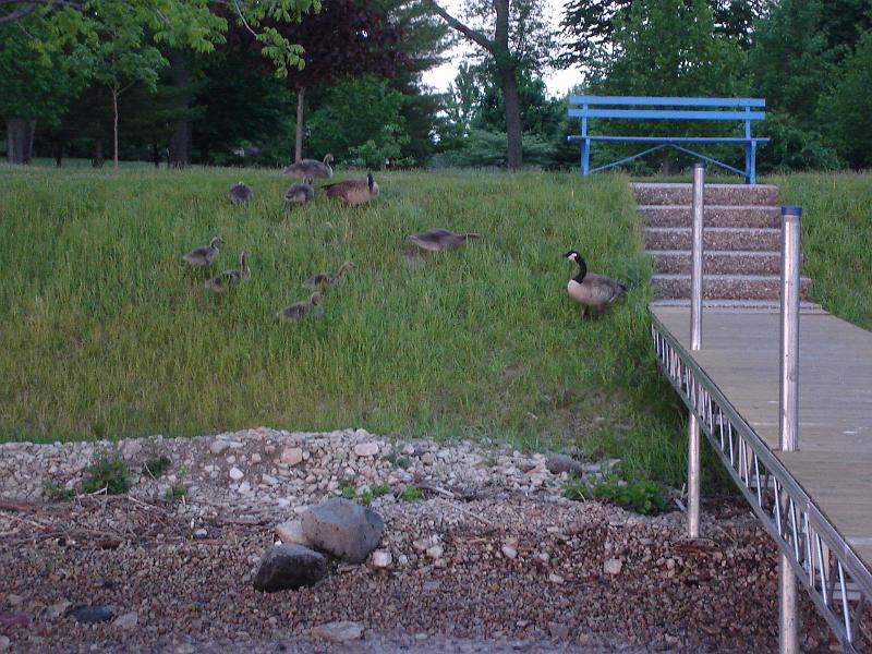 DSC02901.JPG - A large family of geese, with nearly grown goslings, off the dock.  Jesuit Retreat House.  Oshkosh Wisconsin. 1 June 2008