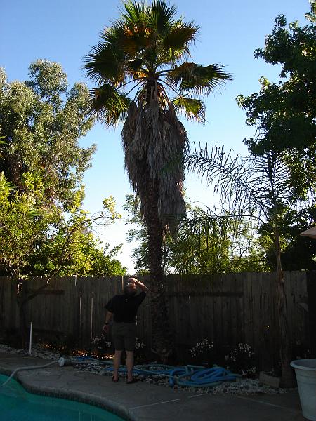 DSC00068.JPG - Bill looking at Moses, the palm tree, in Allen's back yard.  We gave Allen this plant when we moved to Madison in 1976.  It was then about 10 inches tall. 10 August 2008