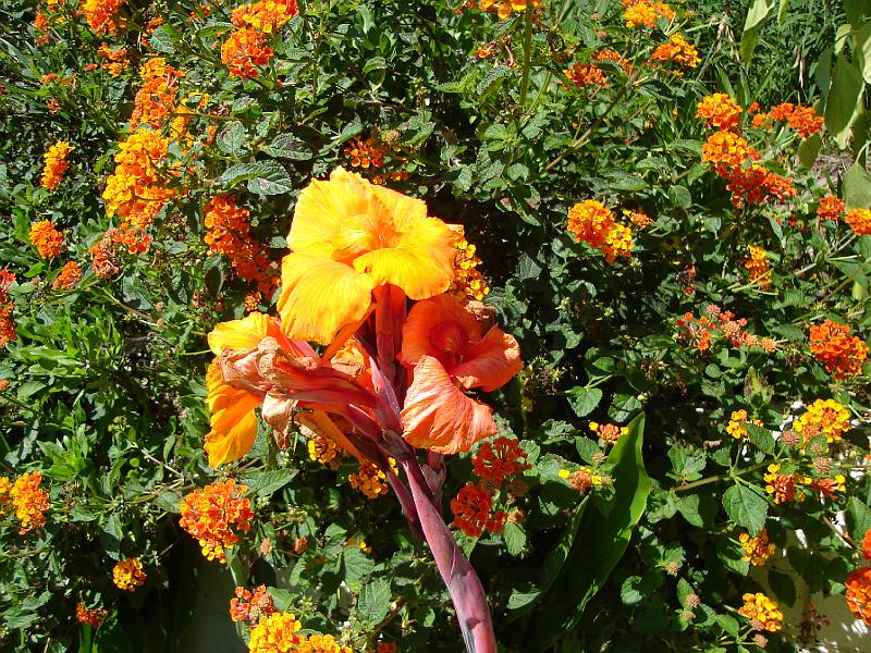 DSC00080.JPG - Some of the flowers at the Carmelite Monastery in San Diego 11 August 2008