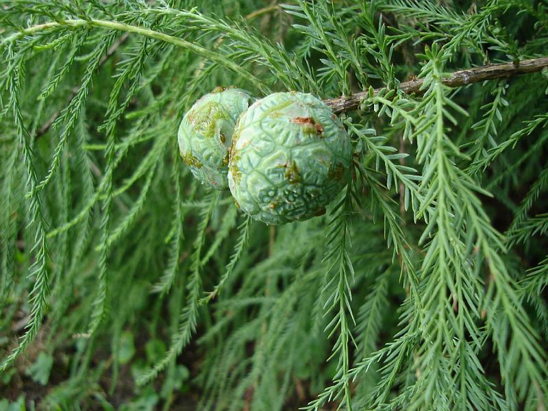 DSC00189.JPG - Two seed pods on a tree on the grounds of the Japan House - obviously the inspiration for much jade art. 14 August 2008