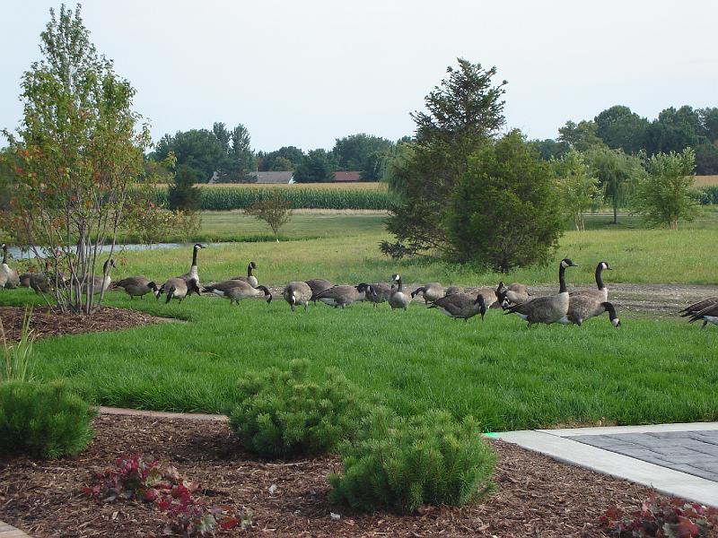DSC00191.JPG - Geese gathering for some reason behind milo's restaurant.  Urbana 14 August 2008