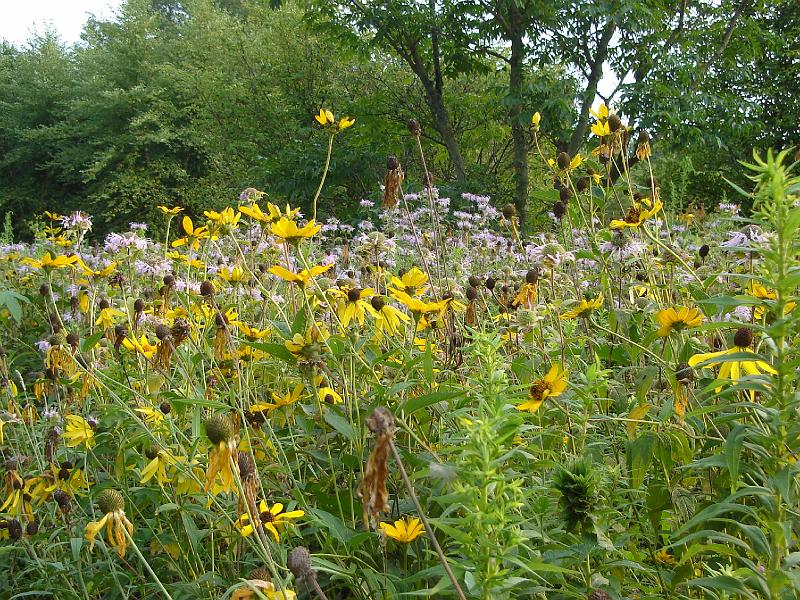 DSC00199.JPG - Some of the flowers at Meadow Brook Park in Urbana. 14 August 2008