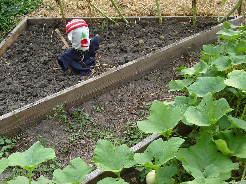 DSC00201.JPG - Cute scarecrow in the gardens at Meadow Brook Park Urbana 14 August 2008