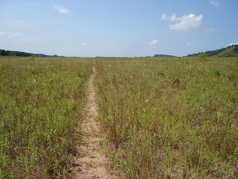 DSC00230.JPG - A sandy trail, with dwarf dandelions and lead plants, sometimes interrupted by the ridges of tunnels formed by the eastern pocket gopher.  No sighting of the gopher. 20 August 2008