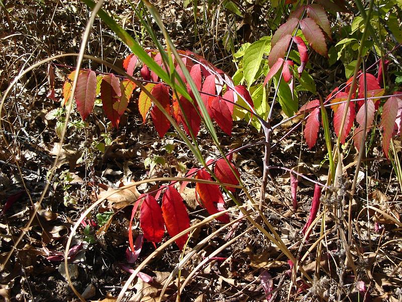 DSC00345.JPG - Sumac in the Spring Green Preserve, Wisconsin Desert, near Spring Green. 4 October 2008