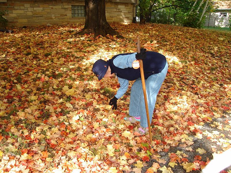 DSC00377.JPG - Ramona searching for just the right leaf.  She certainly came to the right place.  Madison 8 October 2008