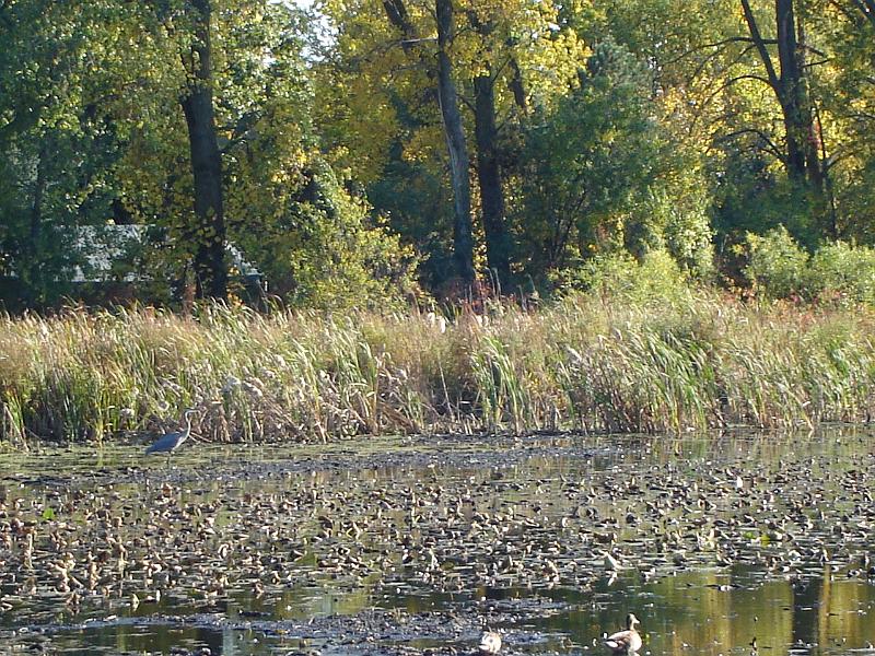 DSC00387.JPG - Blue heron in the marshy backwaters of Green Lake. 9 October 2008