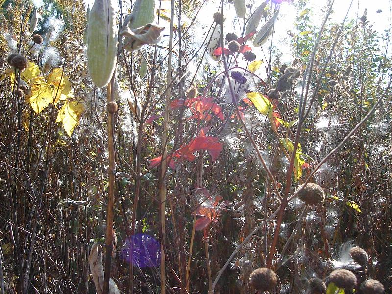 DSC00421.JPG - Prairie grasses at Holy Wisdom Monastery.  Middleton Wisconsin 11 October 2008
