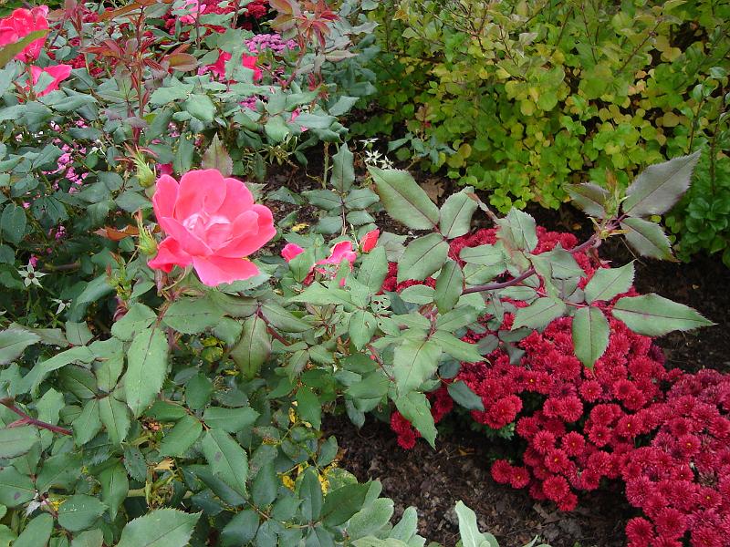 DSC00451.JPG - Flowers at Olbrich Gardens, Madison 13 October 2008
