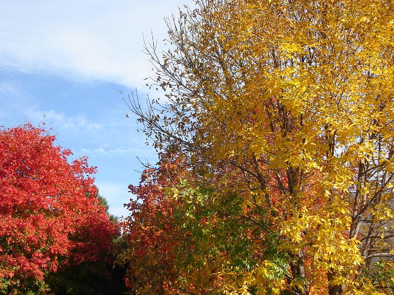 DSC00466.JPG - Fall color in Madison Wisconsin 14 October 2008