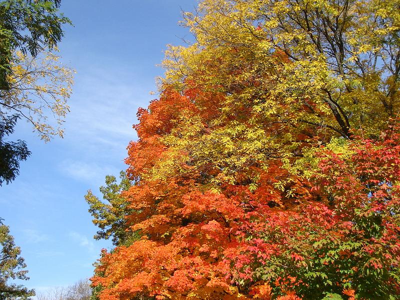 DSC00468.JPG - Fall color in Madison Wisconsin 14 October 2008