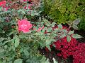 DSC00451