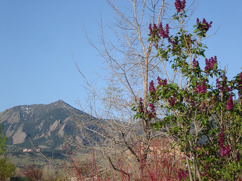 DSC00878.JPG - The Flatirons and a lilac in bloom in the foothills of Boulder. 29 April 2009