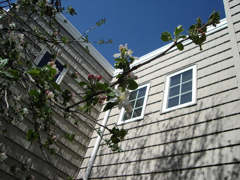 DSC00880.JPG - Apple blossoms in back of Marci and Ron's home. 29 April 2009