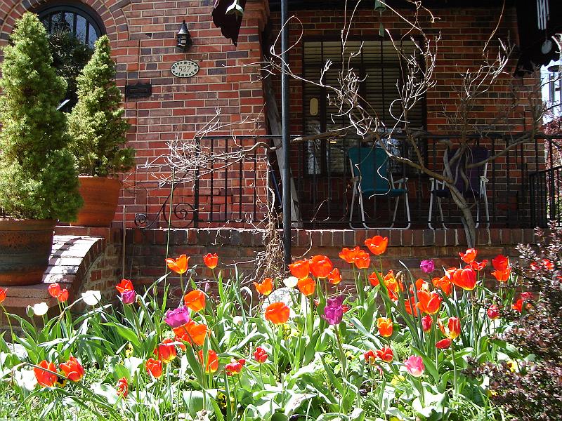 DSC00886.JPG - Flowers in front of Clarence and June's house in Denver. 29 April 2009