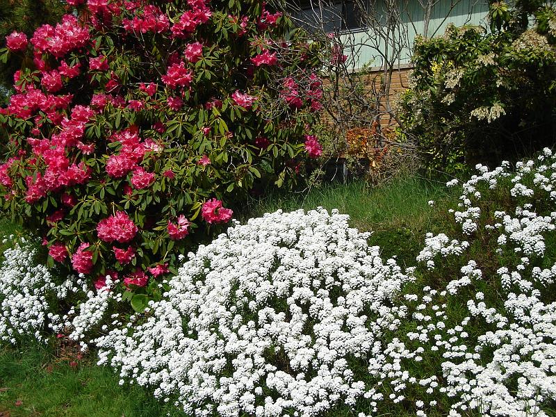 DSC00940.JPG - Flowers in a Seattle neighborhood. 2 May 2009