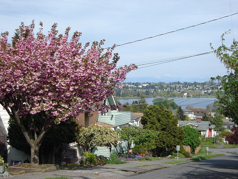 DSC00943.JPG - Isn't that Lake Washington?  And aren't those the Cascade Mountains?  And is it really sunny in Seattle? 2 May 2009